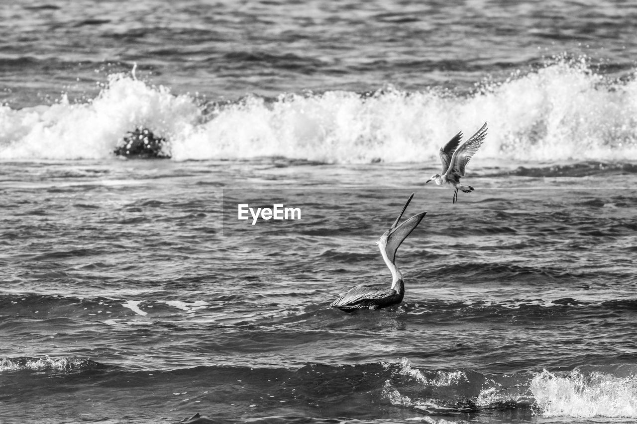 Seagull stealing food from the beak of a pelican