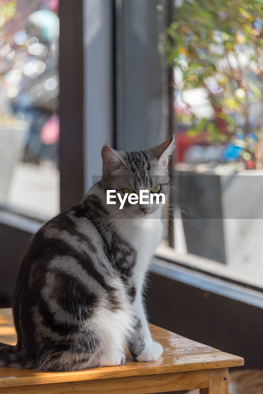 CLOSE-UP PORTRAIT OF CAT SITTING ON FLOOR