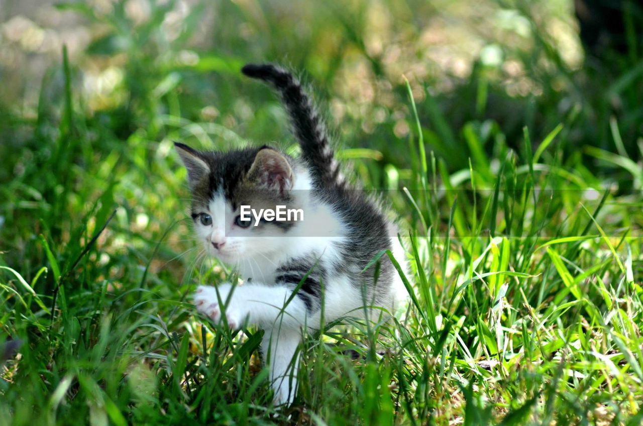 Kitten on grassy field