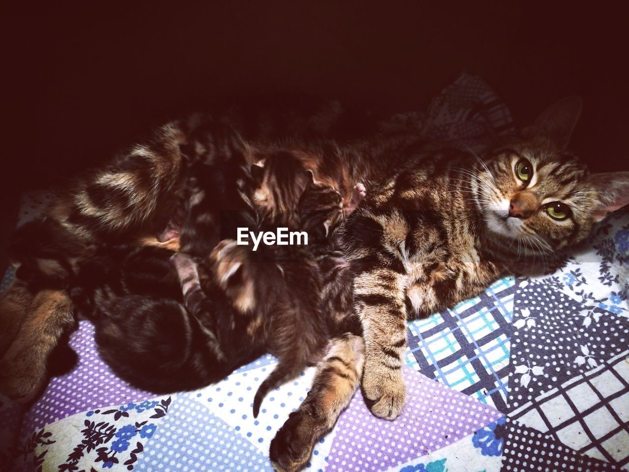 Close-up of cat with kittens relaxing on bed