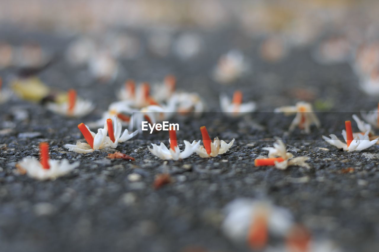 Close-up of orange on ground