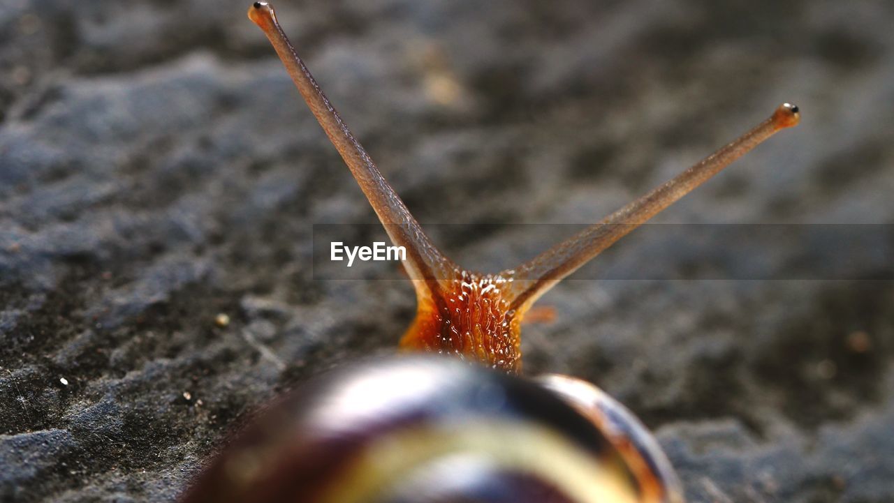 CLOSE-UP OF AN INSECT
