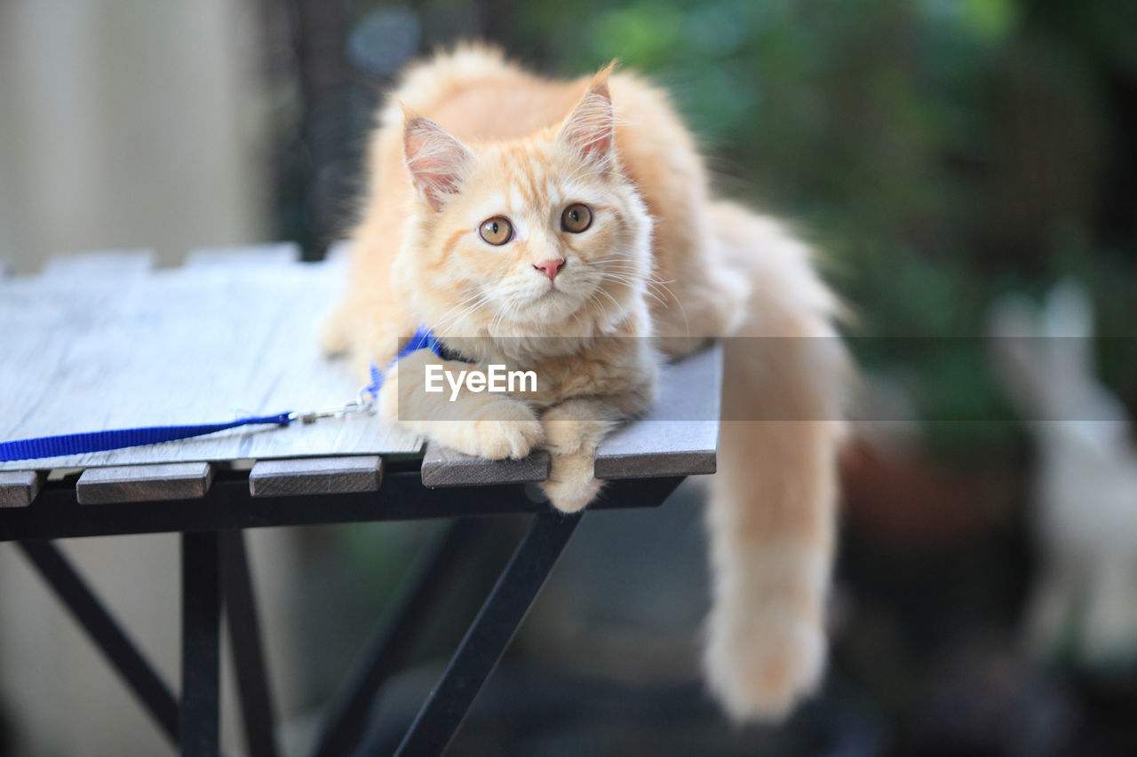 PORTRAIT OF CAT SITTING ON FLOOR