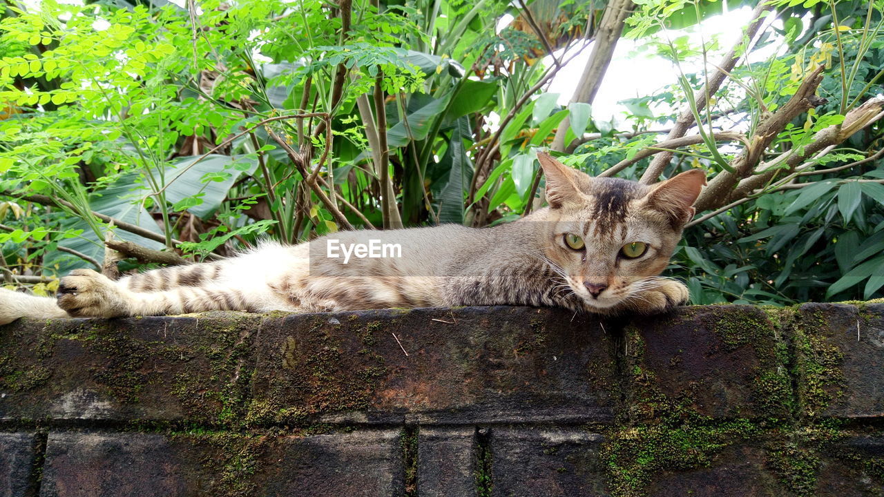 Portrait of cat lying on retaining wall