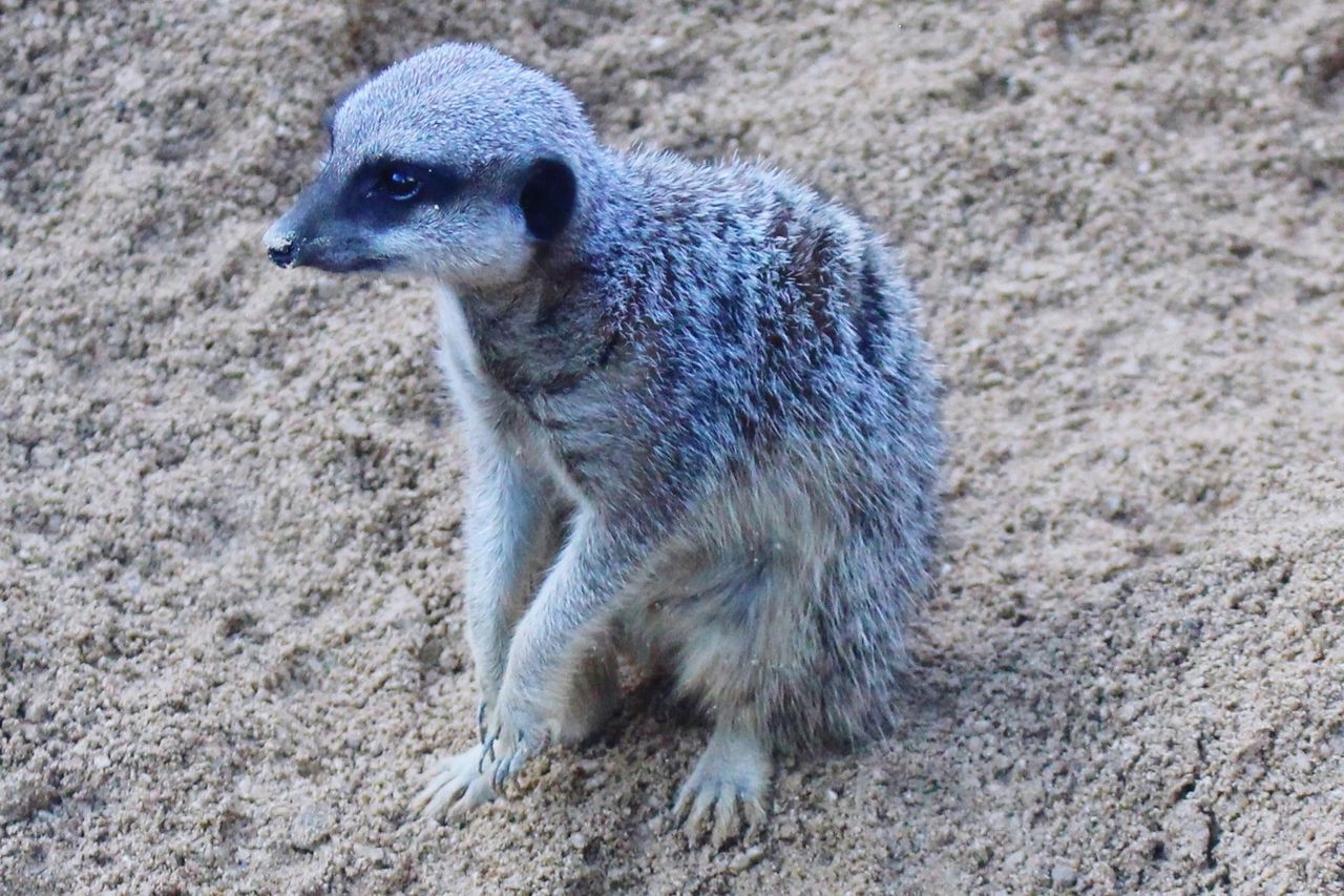 High angle view of meerkat on field