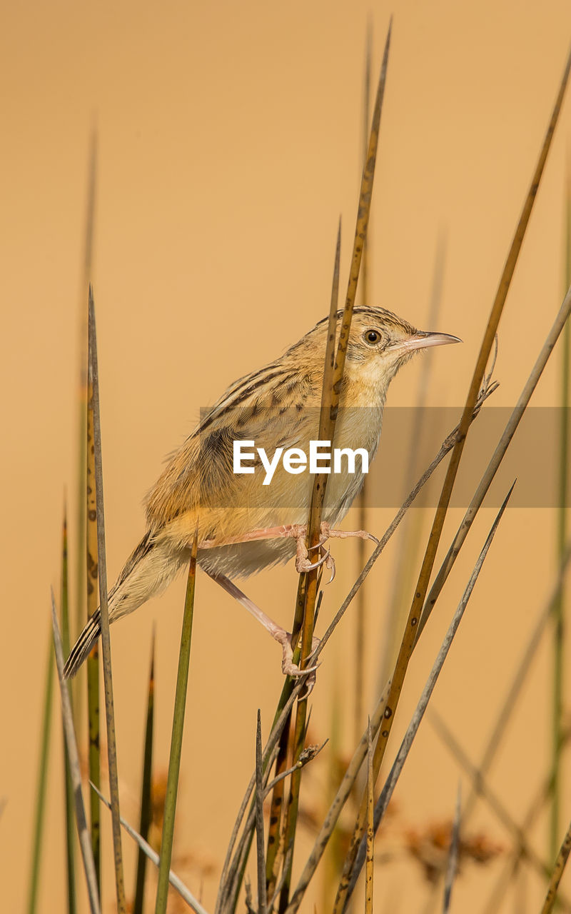 CLOSE-UP OF A BIRD