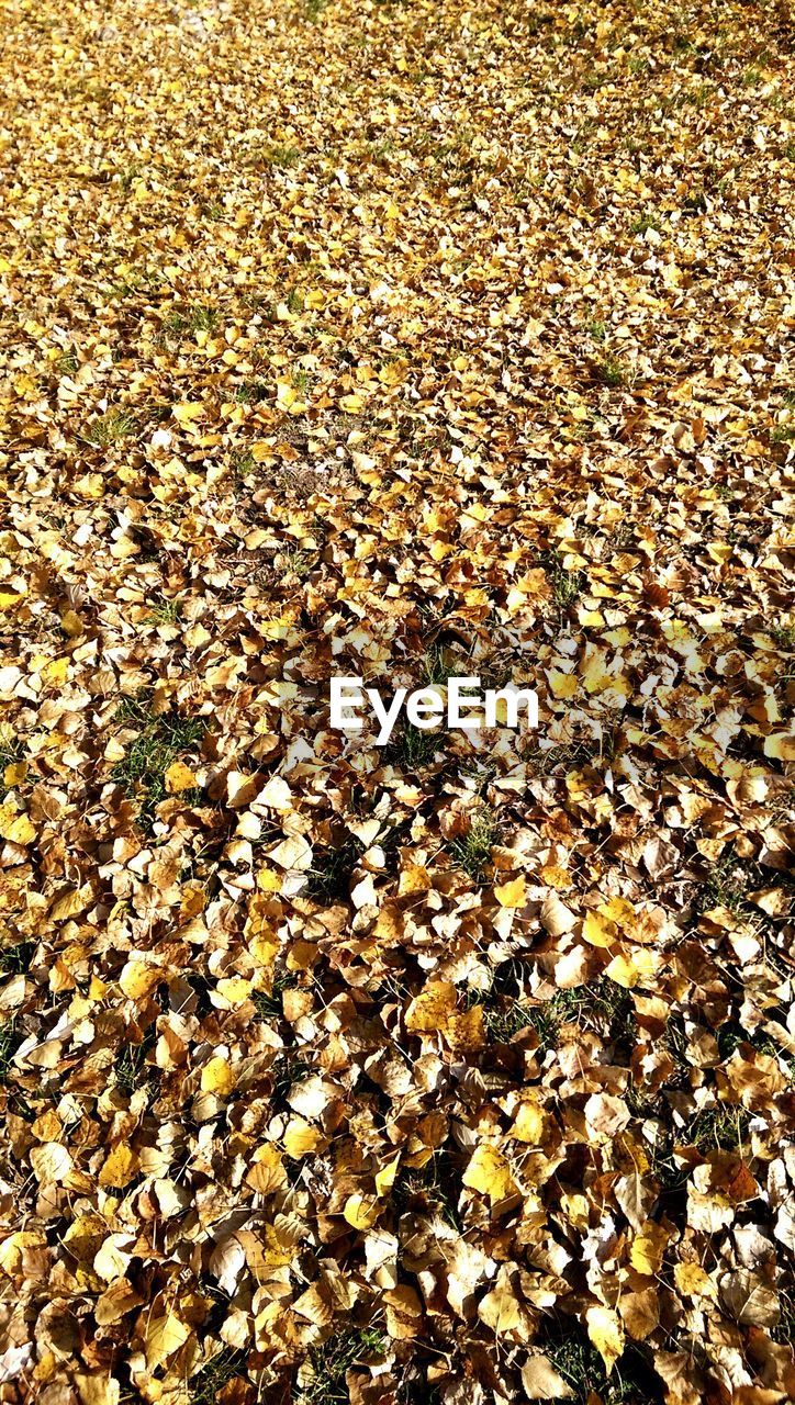 Full frame shot of fallen autumn leaves on field