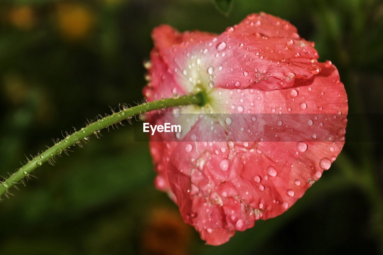 Close-up of raindrops on pink rose