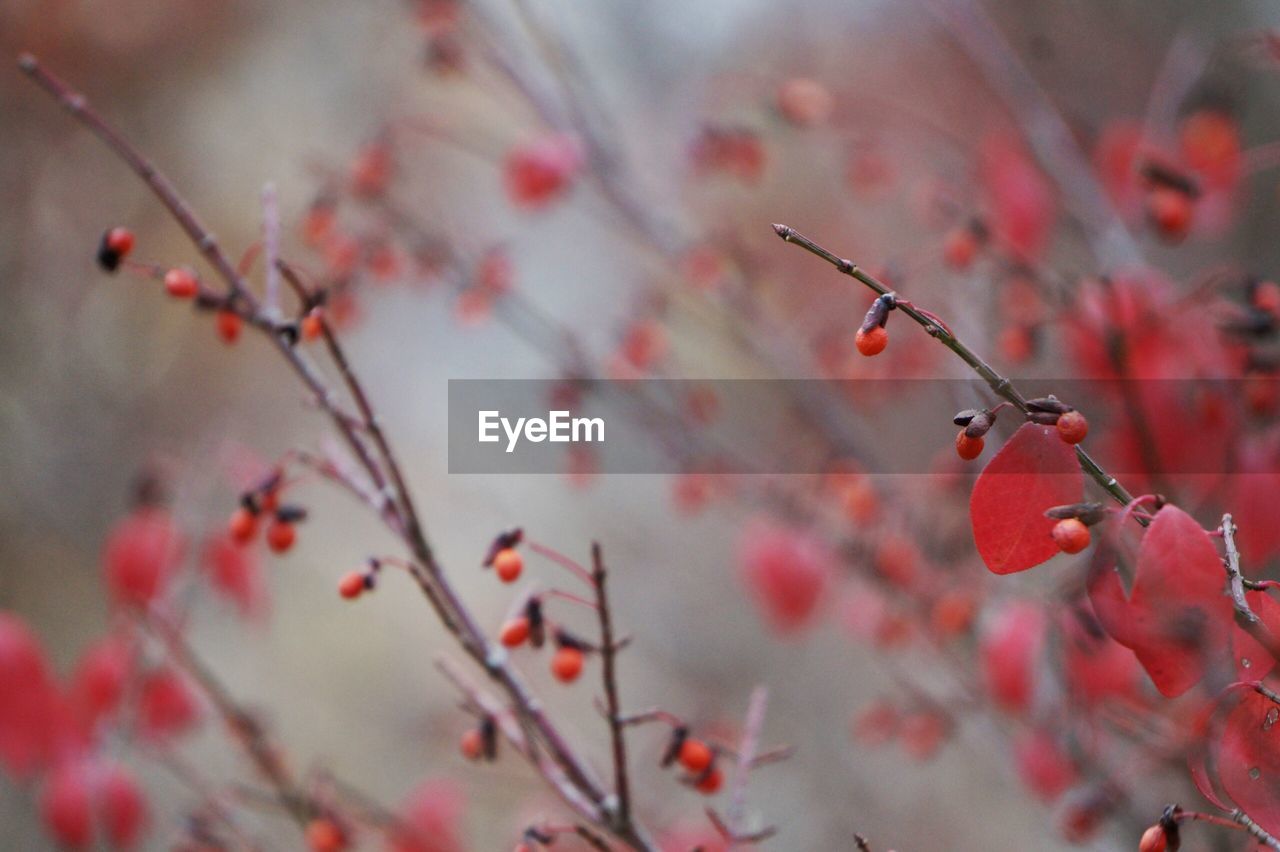 Close-up of twigs with red leaves