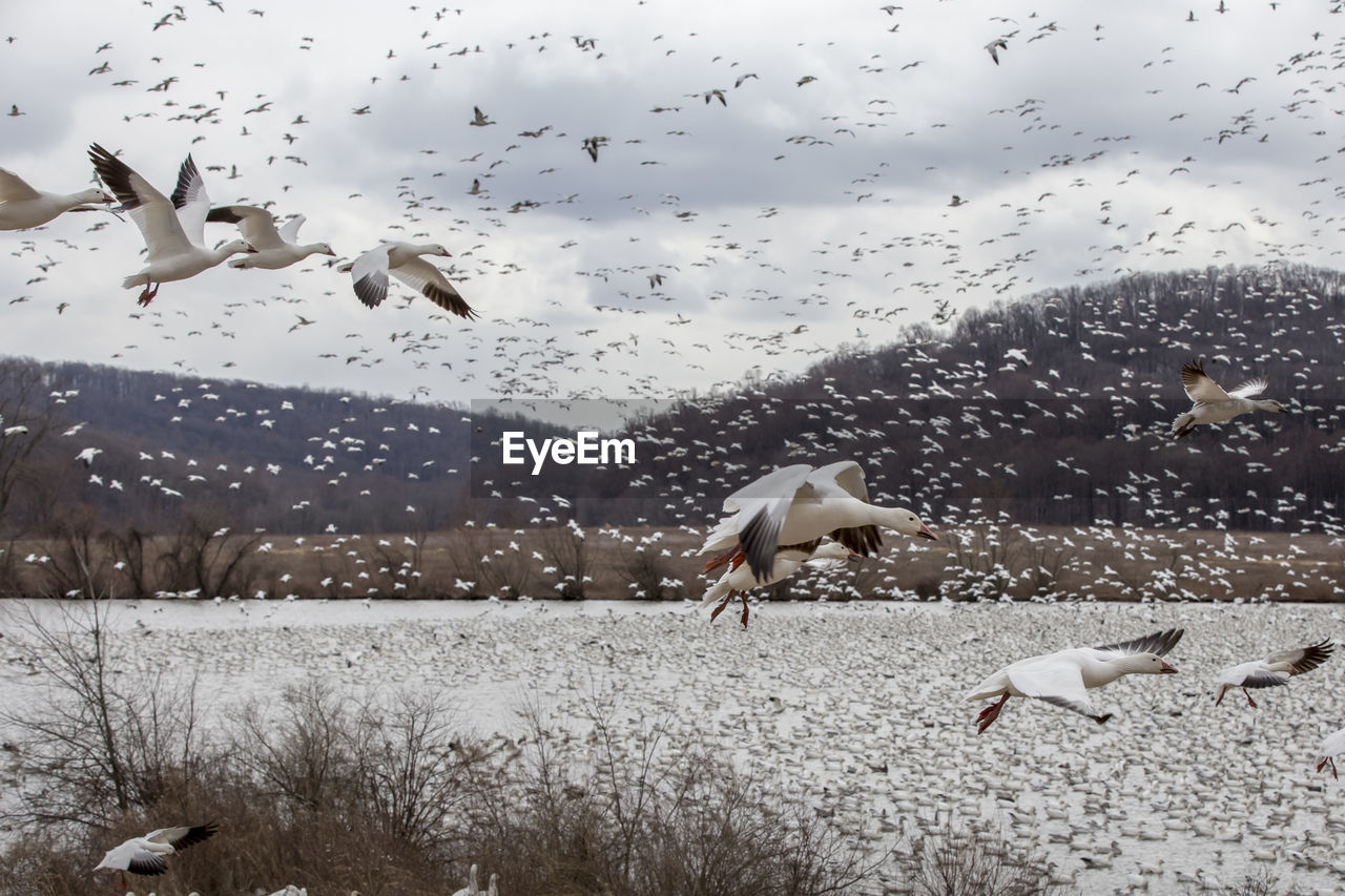 FLOCK OF BIRDS FLYING OVER SNOW COVERED LANDSCAPE