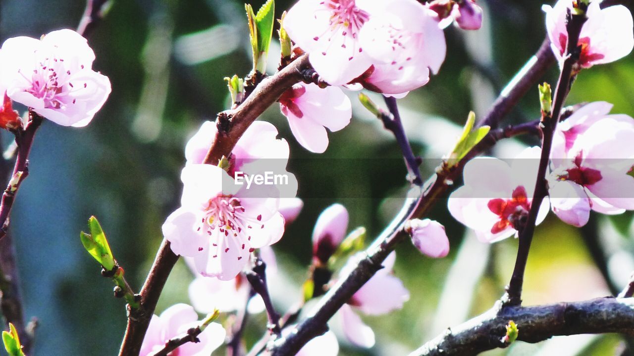 PINK FLOWERS BLOOMING ON TREE