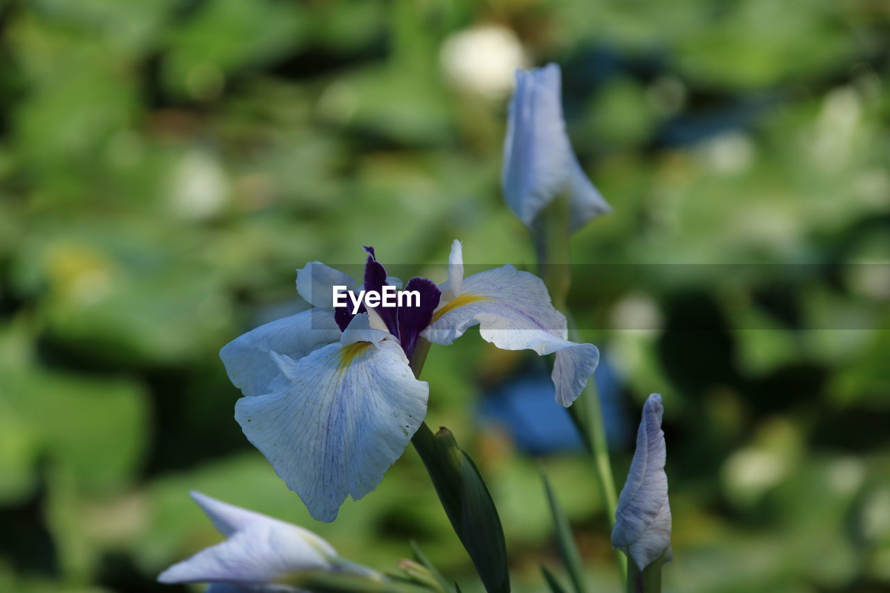 CLOSE-UP OF FLOWERING PLANT AGAINST WHITE WALL