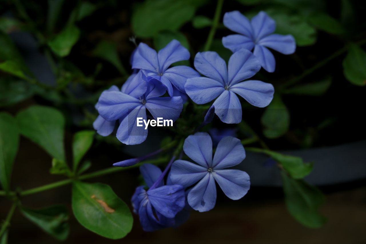 Close-up of blue flowers blooming outdoors