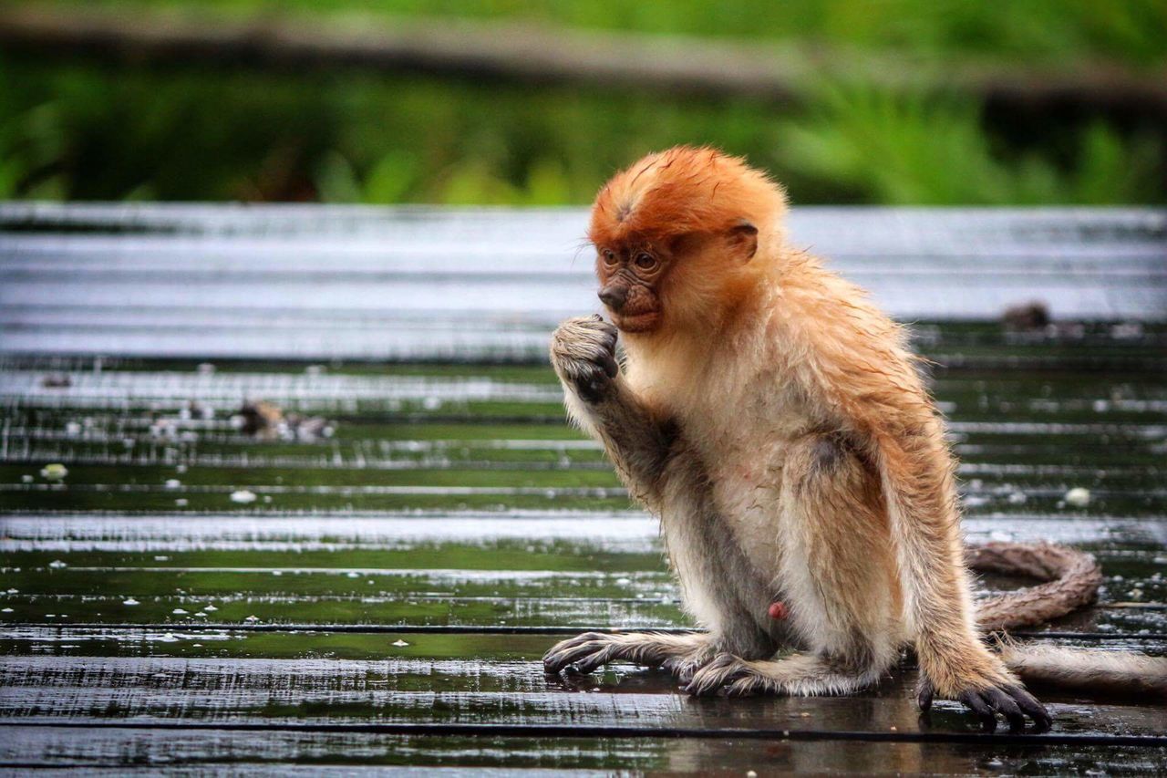 CLOSE-UP OF MONKEY SITTING ON TABLE