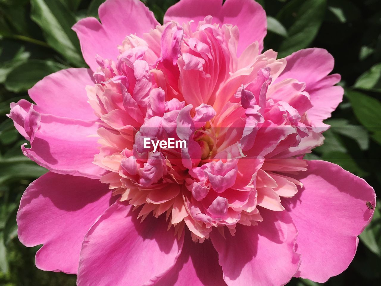 CLOSE-UP OF PINK FLOWER BLOOMING