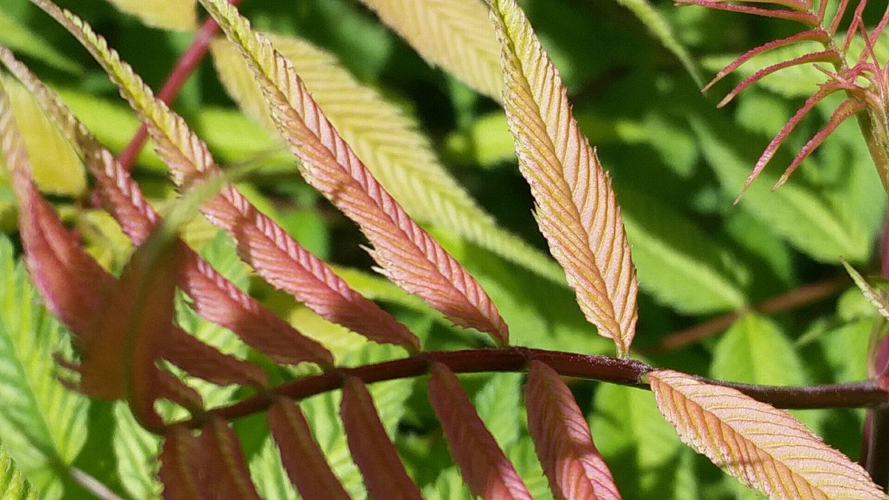 Close-up of leaves on tree