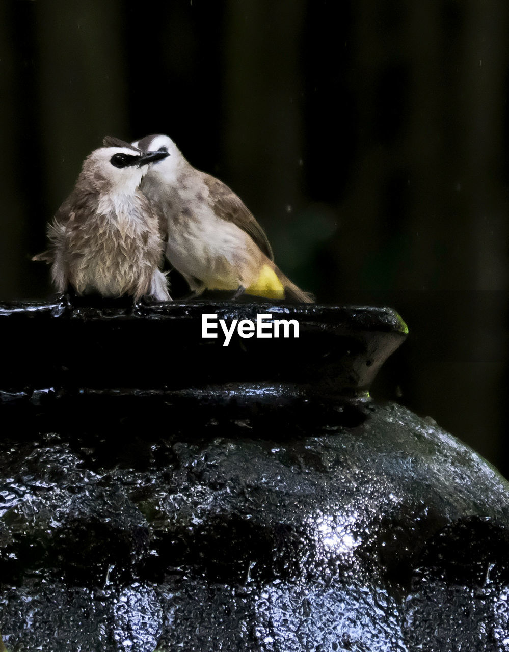 CLOSE-UP OF BIRD PERCHING ON A METAL