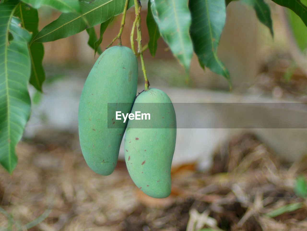 CLOSE-UP OF FRUITS HANGING FROM PLANT