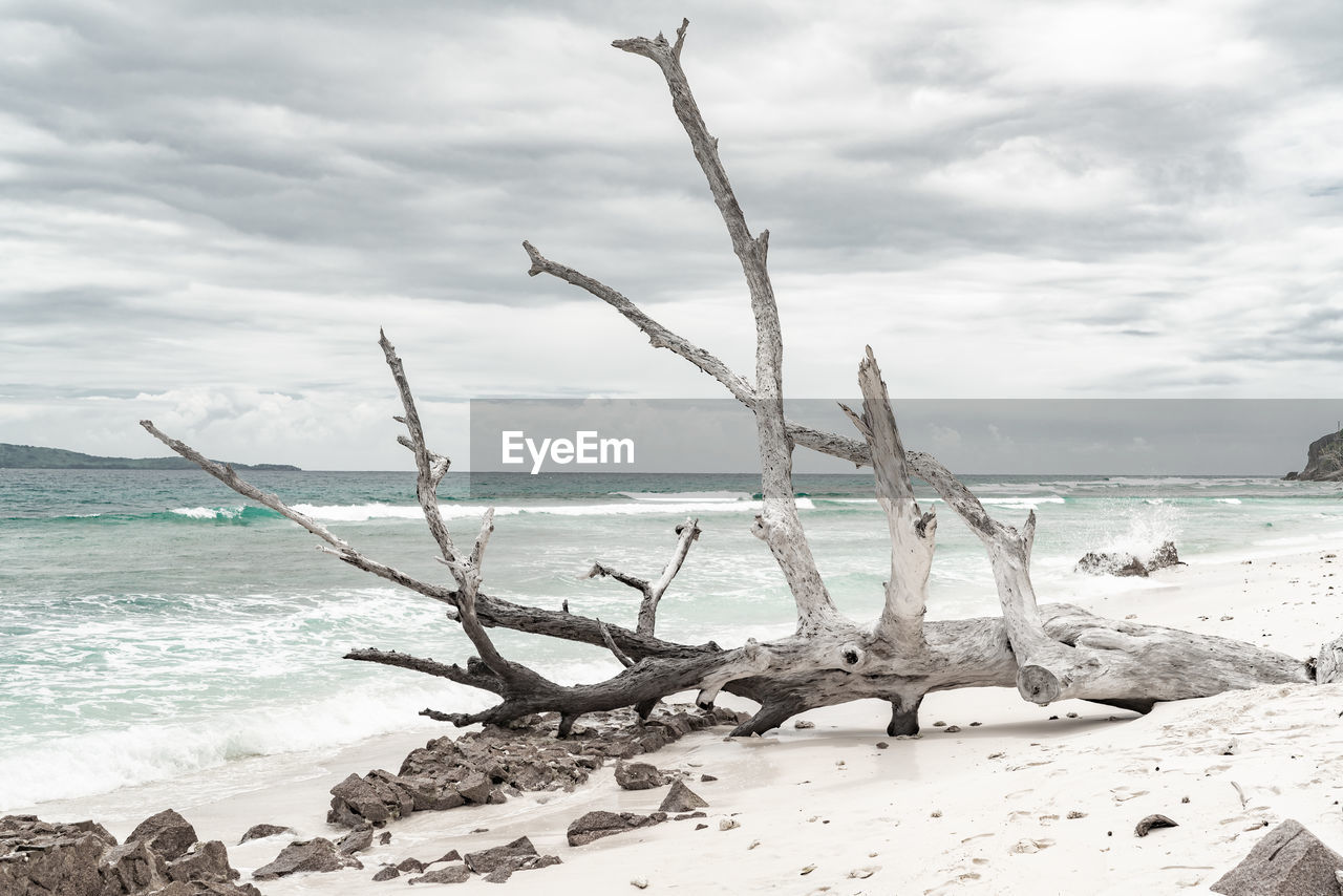 Dead trees in the surf on la digue beach, seychelles.