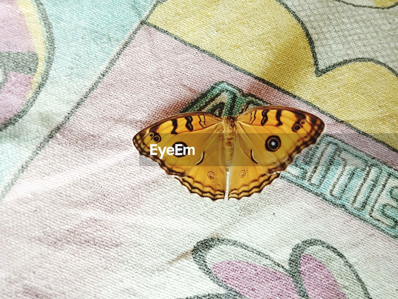 HIGH ANGLE VIEW OF BUTTERFLY ON THE BED