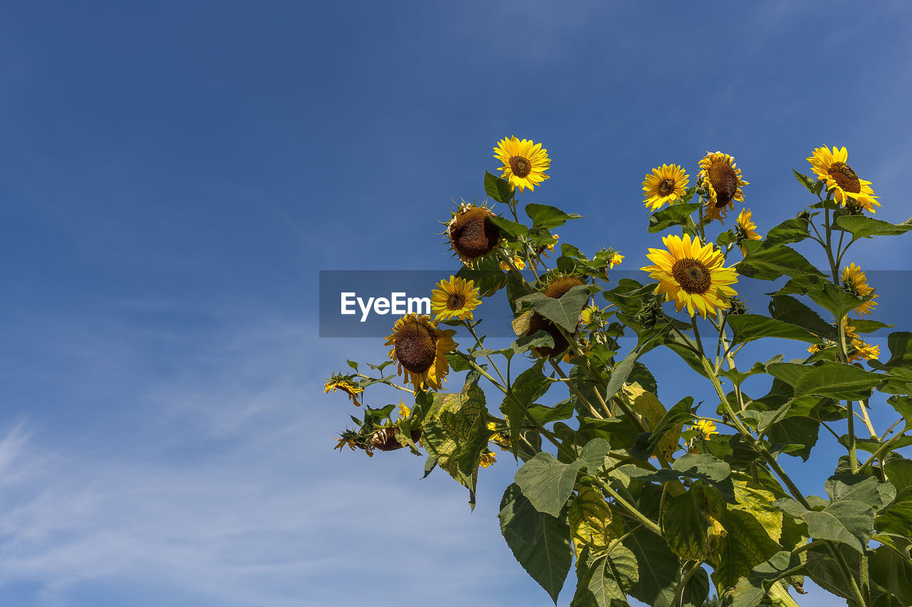 Low angle view of yellow flowers