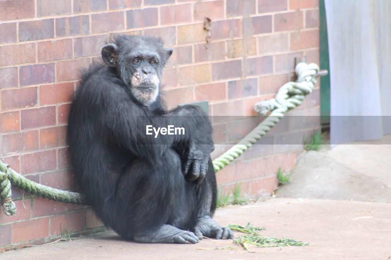 MONKEY SITTING ON WALL AT ZOO