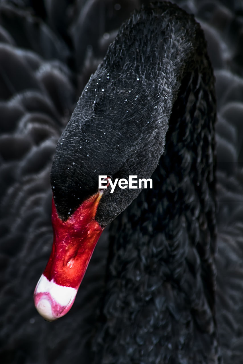 Close-up of black swan