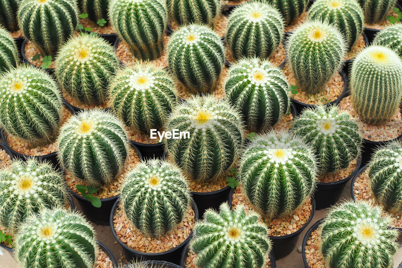 FULL FRAME SHOT OF CACTUS PLANT