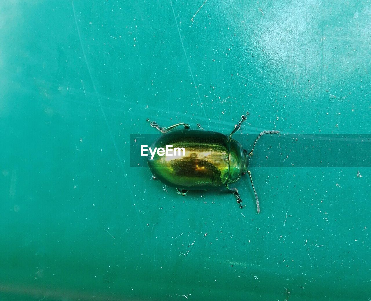 CLOSE-UP HIGH ANGLE VIEW OF INSECT