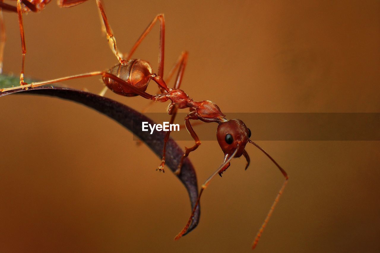 Close-up of ants on leaf