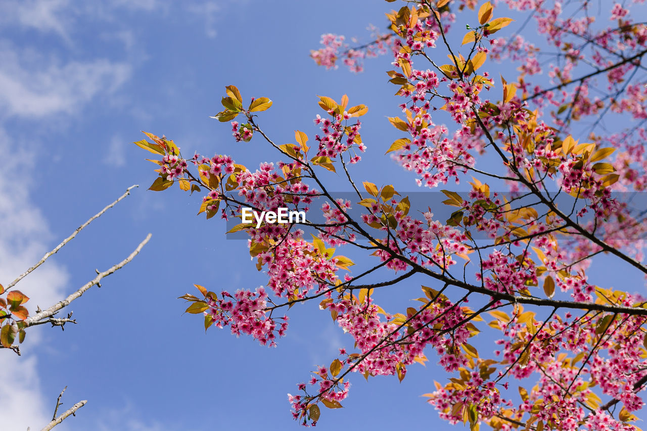 LOW ANGLE VIEW OF CHERRY TREE AGAINST SKY