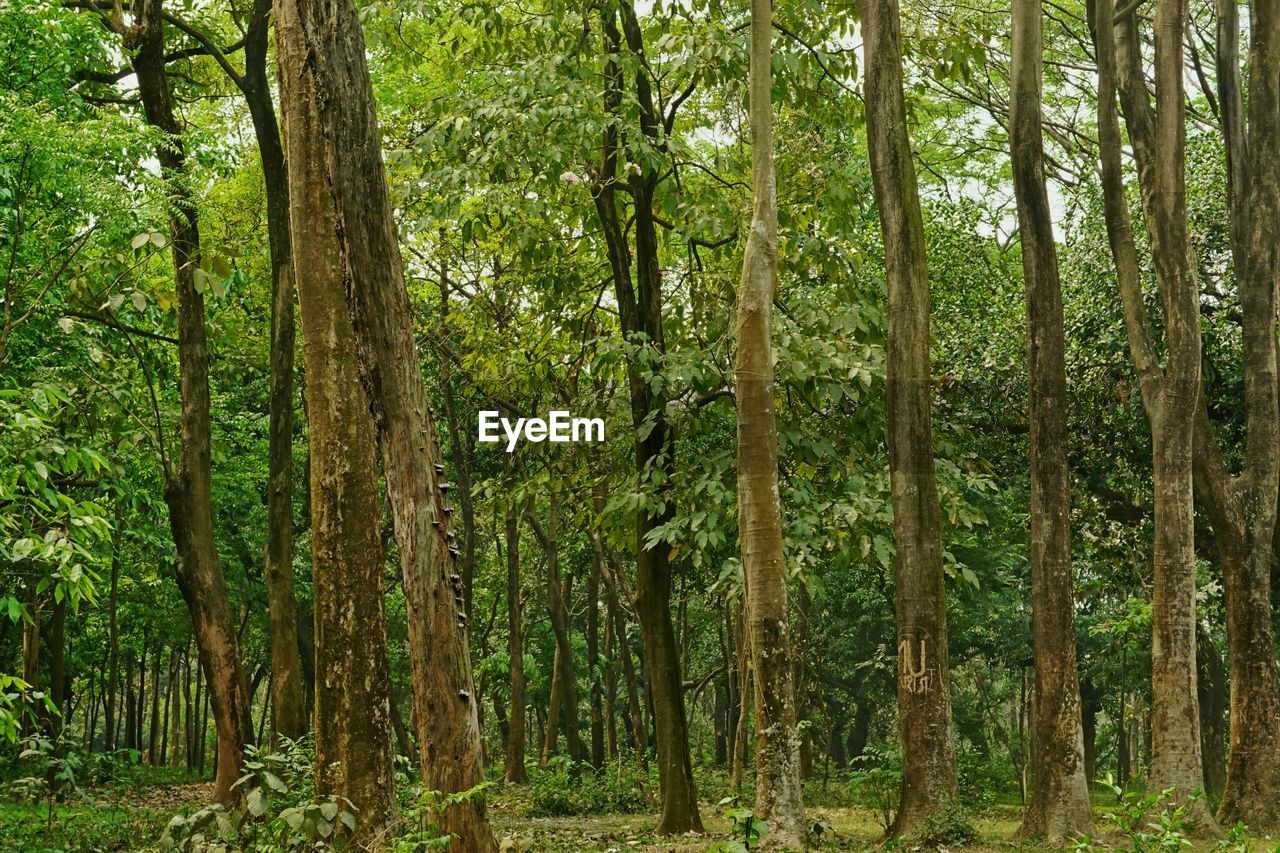 VIEW OF TREES IN FOREST