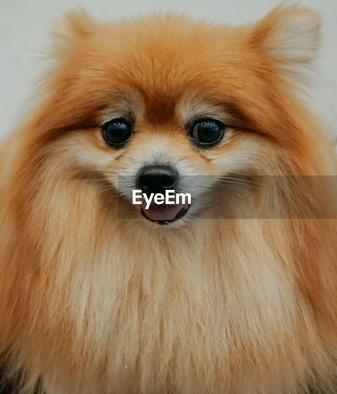 Close-up portrait of pomeranian dog