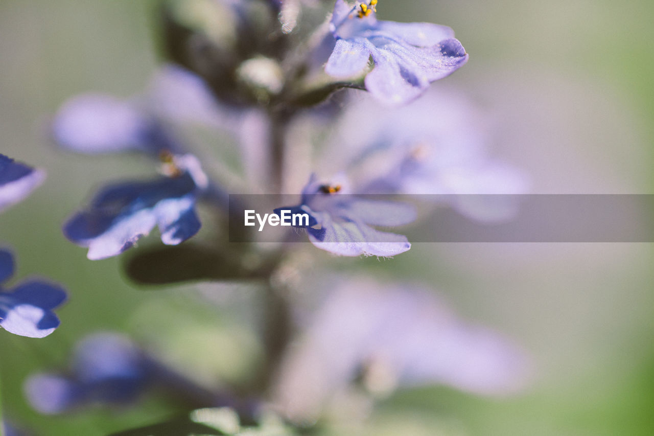 Close-up of purple flowering plant