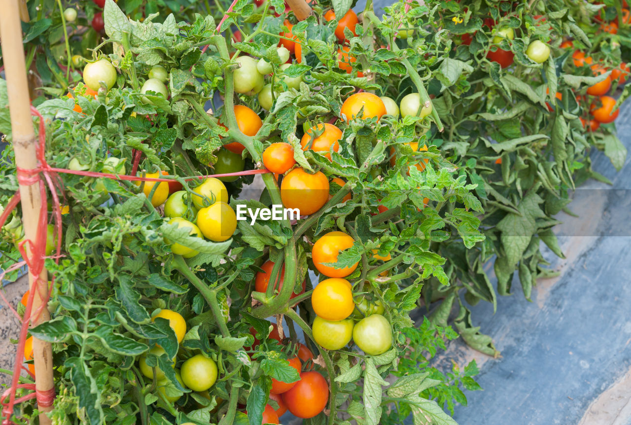 TOMATOES GROWING ON PLANTS