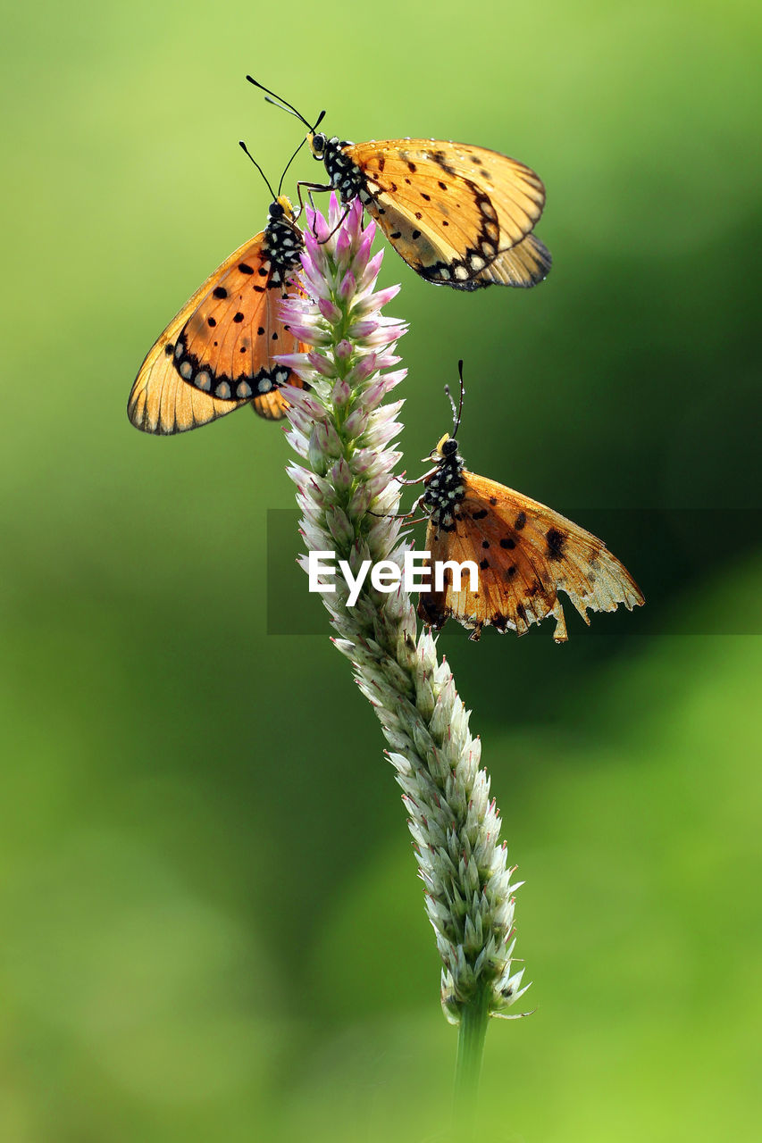 close-up of butterfly pollinating on flower