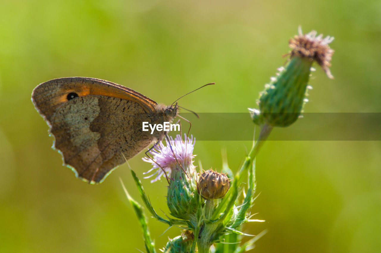 Close-up of butterfly pollinating on purple flower