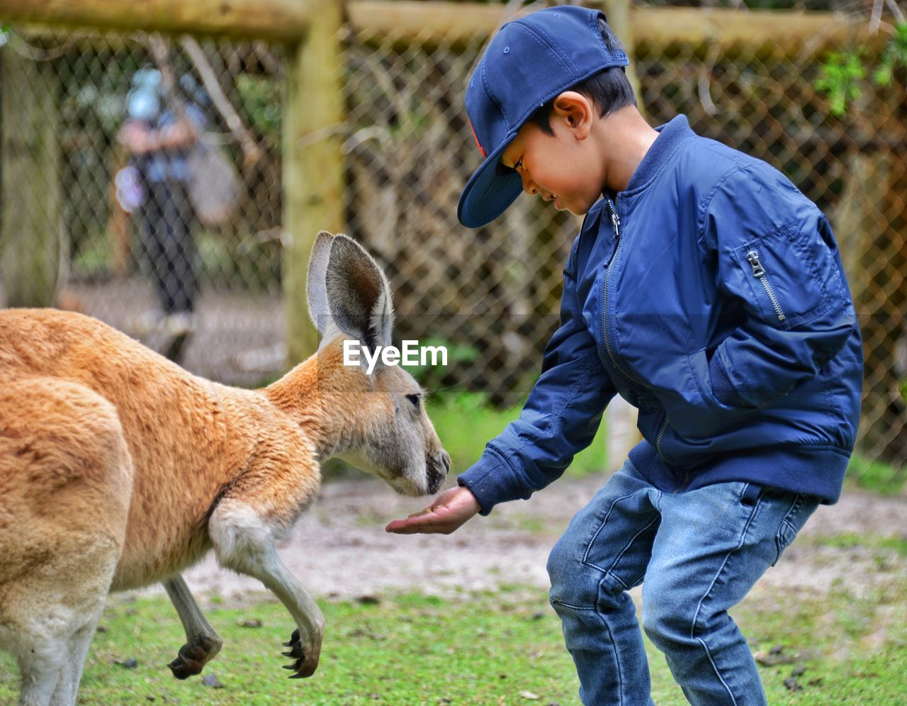 Boy feeding kangaroo while standing at zoo