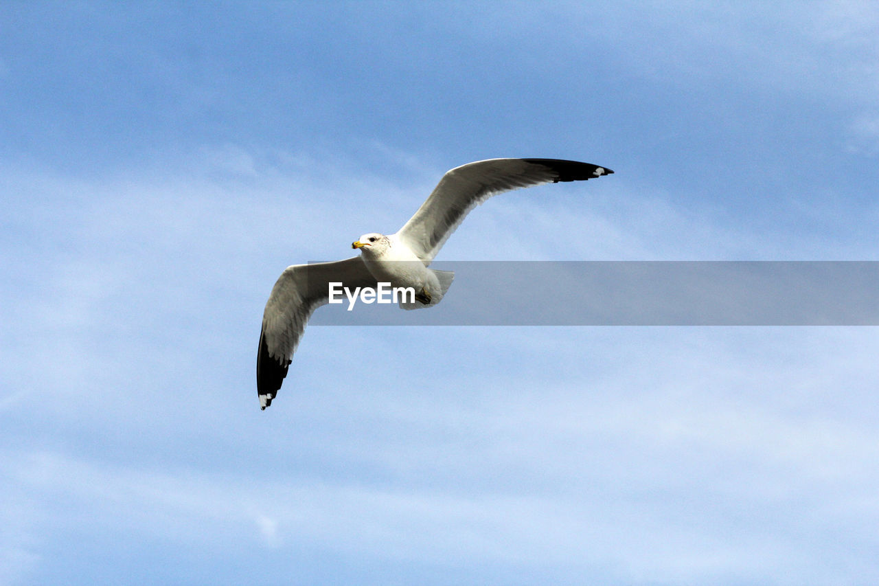 LOW ANGLE VIEW OF SEAGULL