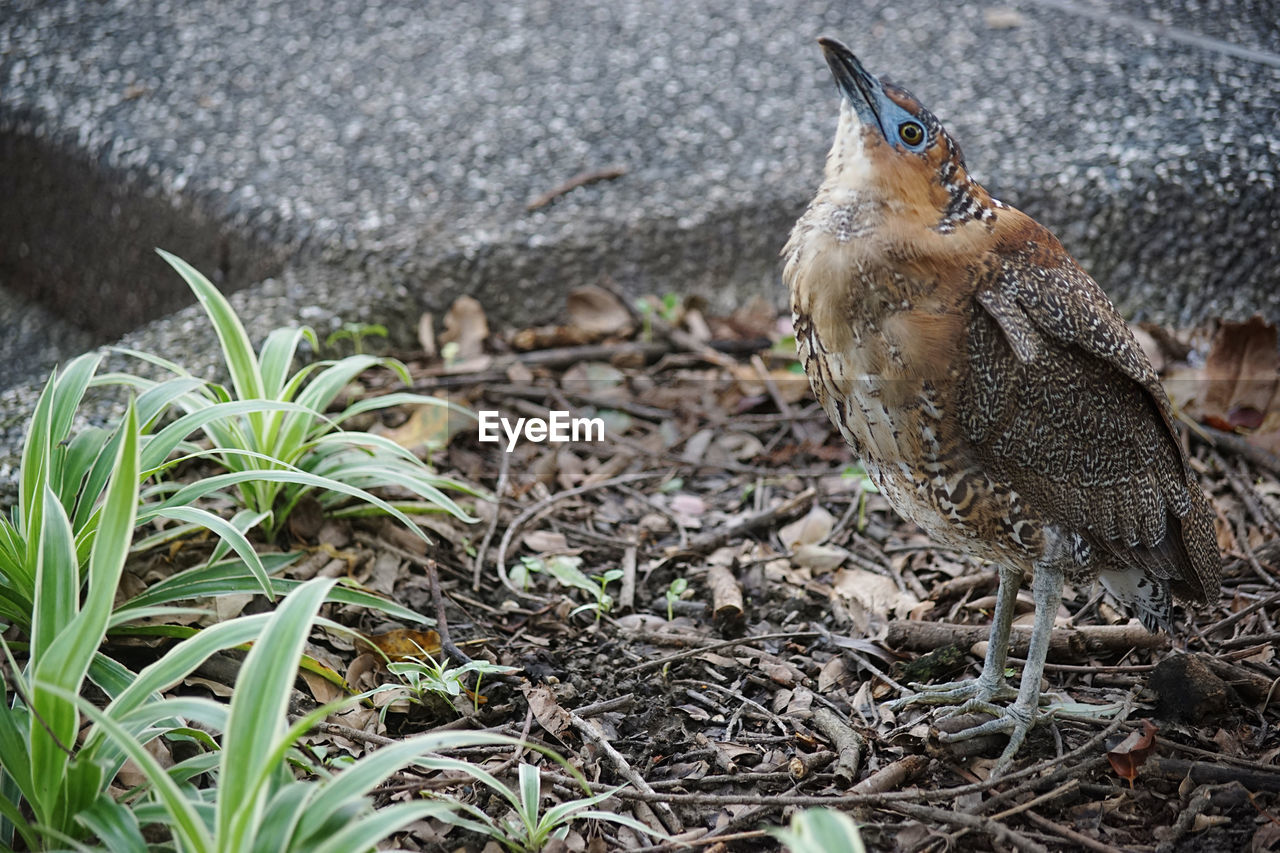 Close-up of bird