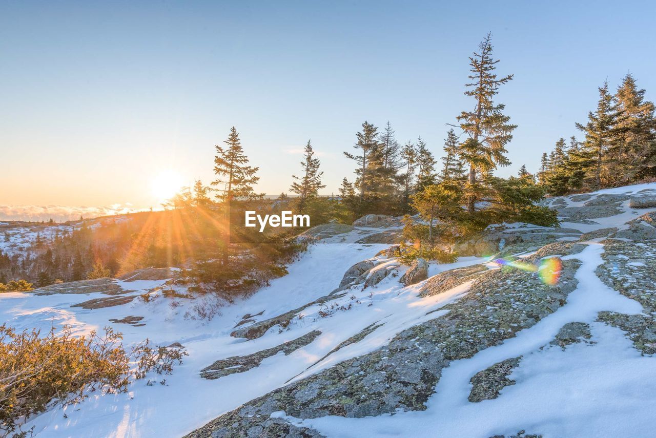 Trees on snow covered landscape against clear sky