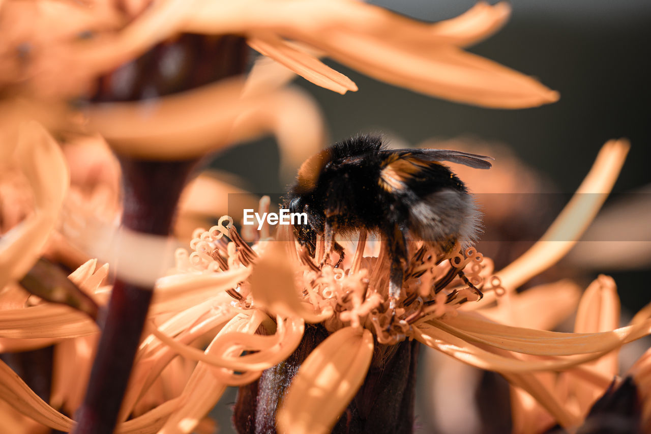 Close-up of bee on a flower