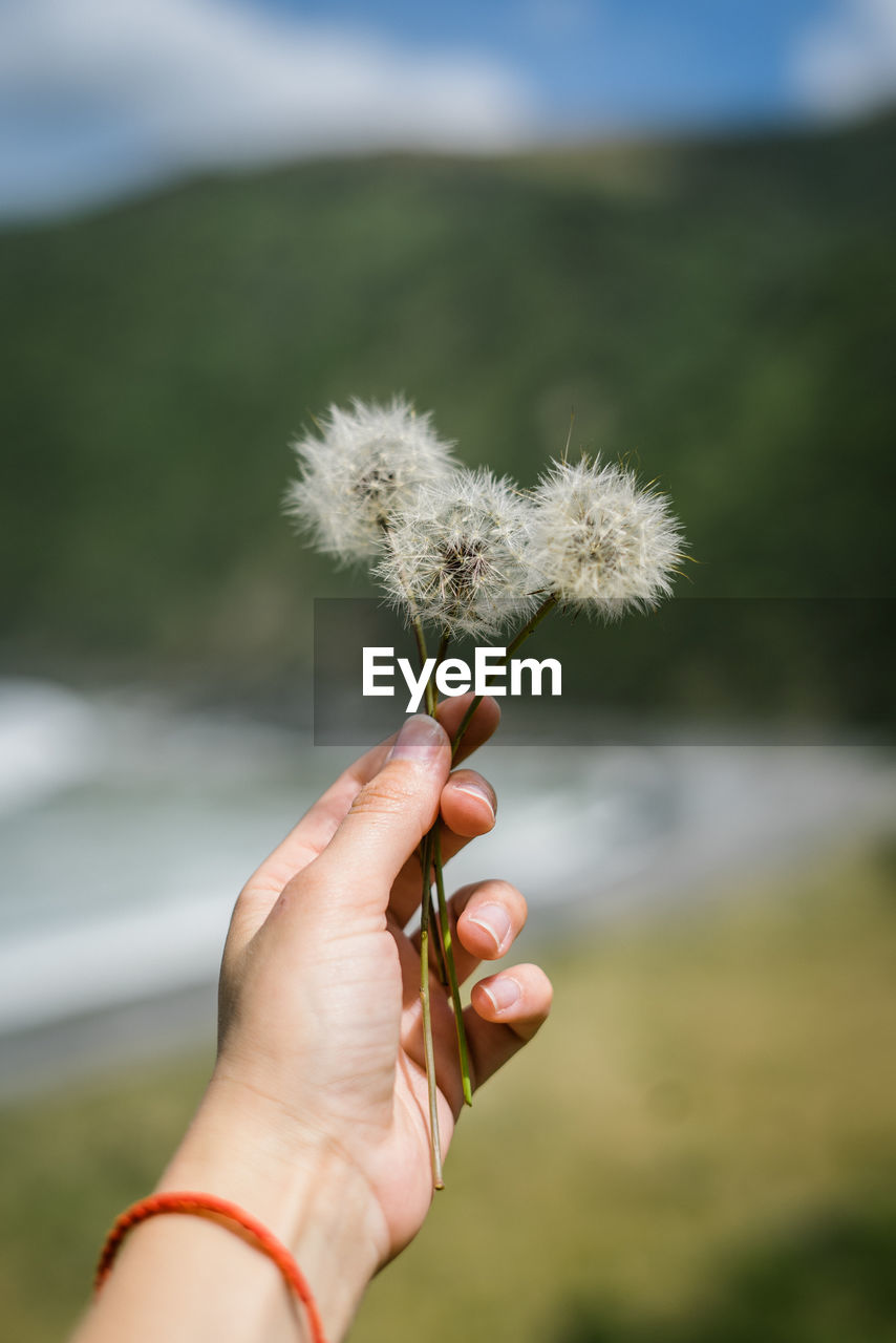 Close-up of hand holding dandelions