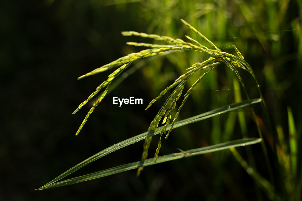 CLOSE-UP OF FRESH GREEN PLANTS