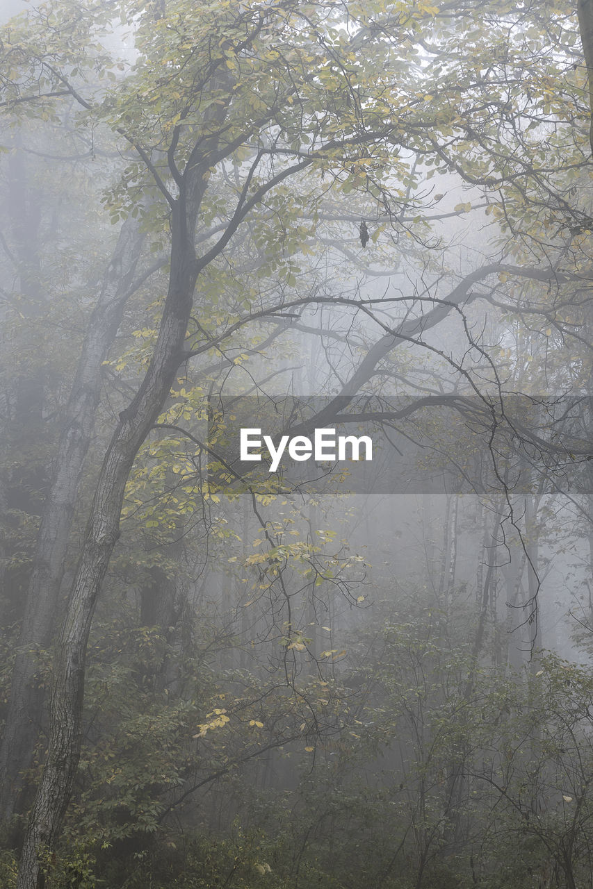 Trees and plants in forest