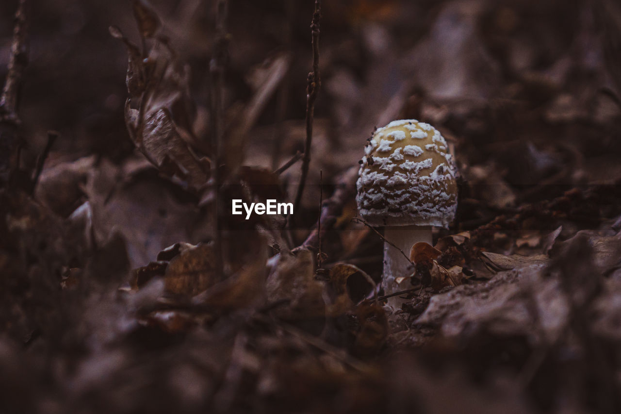 mushroom, nature, plant, land, fungus, vegetable, forest, tree, macro photography, no people, food, selective focus, growth, close-up, soil, dry, outdoors, day, leaf, plant part, beauty in nature, field, autumn