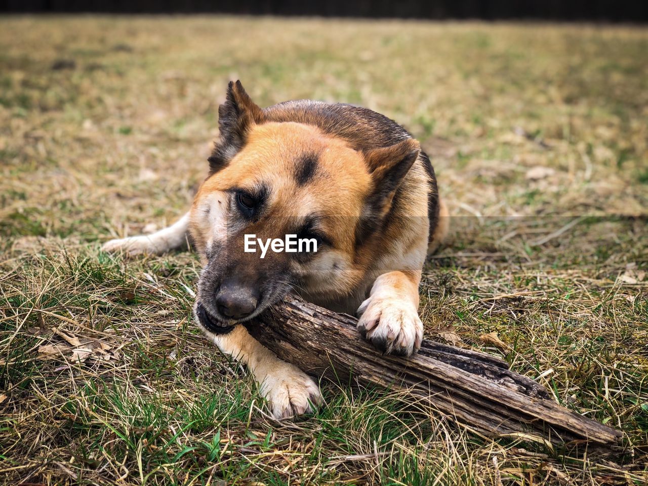 German shepherd chewing a wooden stick