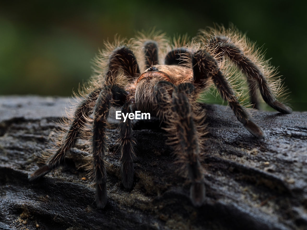 Close-up of spider on wood