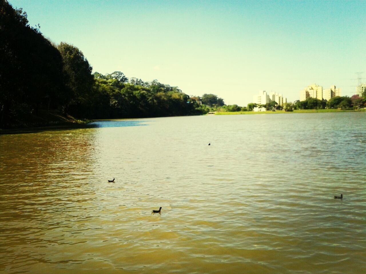 VIEW OF BIRDS IN CALM WATER