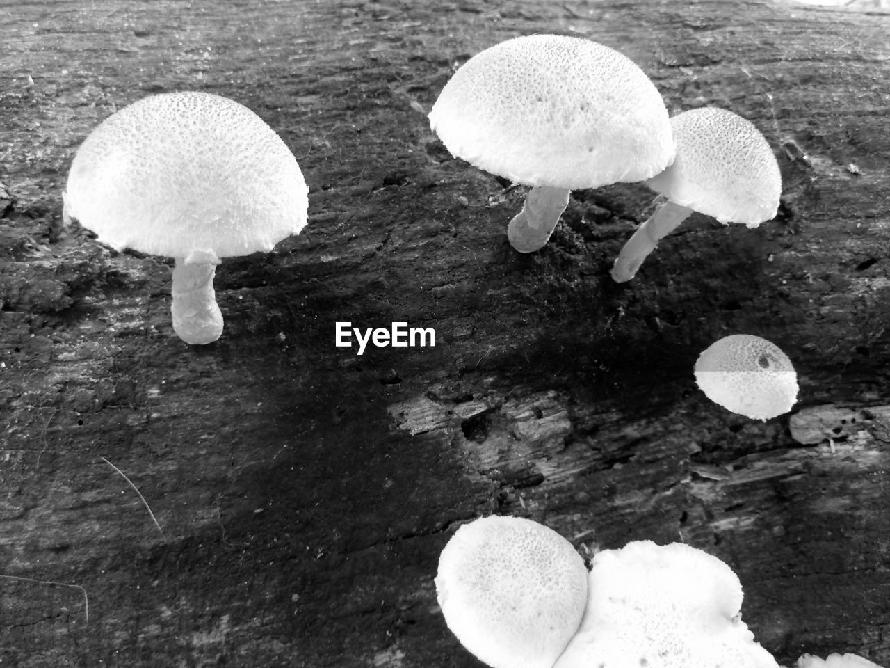 CLOSE-UP OF WHITE MUSHROOMS ON GROUND